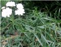 Achillea ptarmica (cultivar)